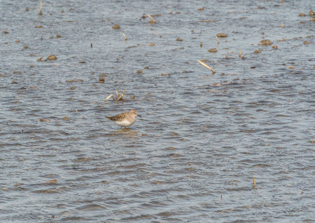 ID limicolo: Gsmbecchio nano (Calidris temminckii)